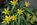 yellow_flowers.jpg